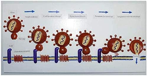 Modelul de predare RRGJ, Sida Modèle Anatomique Virus Anatomic Model Anatomie Le Processus You Vih Saisie des Celules Humaines