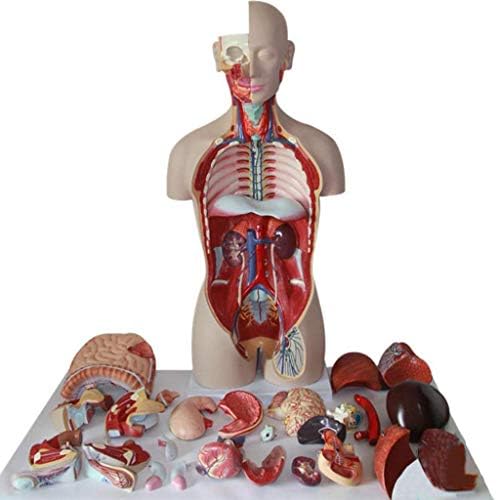 Model de predare, asamblare model anatomic cu tors uman 85cm amfoteric uman tors model Anatomie Modelul deschis expune straturi