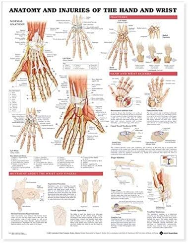 Anatomia și rănile mâinii și ale mâinii graficului anatomic