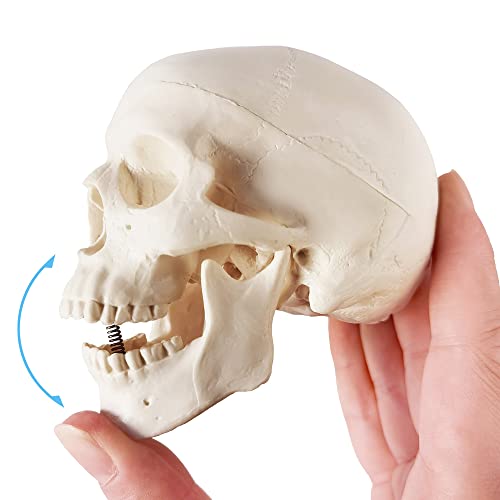 Model de craniu Mini Mini - dimensiuni mici umane medicale anatomice pentru adulți pentru educație 3 piese craniu anatomic