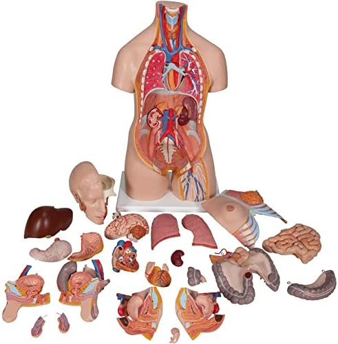 ERCTOO Model de corp uman - model anatomic al trunchiului-model de anatomie a trunchiului uman 23 buc piese detașabile cu inimă