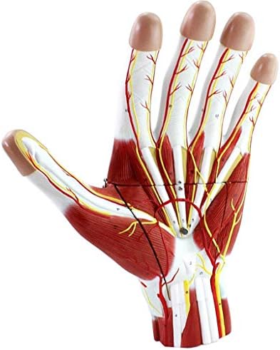 Model de predare, Model de mână educațional de asamblare Model anatomic cu neurovascular 2x model de mână umană model detașabil